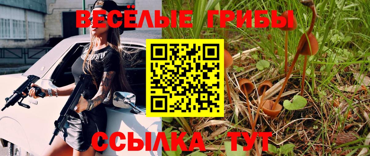 Псилоцибиновые грибы Psilocybe Лесозаводск